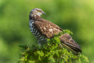 Wall Mural - Wespendief, European Honey Buzzard, Pernis apivorus