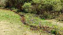 Monarch Butterflies Drinking Water On The Ground In The Monarch Butterfly Biosphere Reserve In Michoacan, Mexico, A World Heritage Site. 