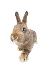 Wall Mural - rabbit sitting isolated on white background