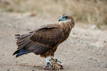 Wall Mural - Juvenile bateleur(Terathopius ecaudatus) eating a leopard tortoise in Kruger National Park in South Africa