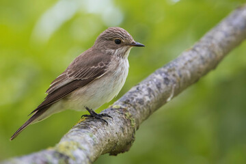 Wall Mural - Grauwe Vliegenvanger; Spotted Flycatcher; Muscicapa striata