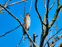 Cooper's Hawk In Tree: A Cooper's Hawk Bird Of Prey Perched In A Bare , Dead Tree With A Bright Blue Sky In The Background As It Stares Intensely Looking For Prey Looking Forward