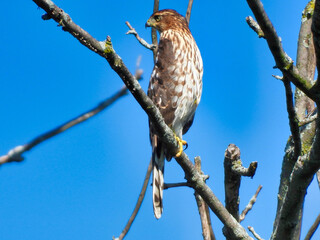 cooper's hawk in tree: closeup of a cooper's hawk bird of prey perched in a bare , dead tree with a 