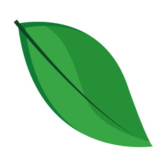 Poster - ovate leaf plant flat style icon vector illustration design