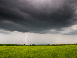 Dramatic thundercloud over a wheat field