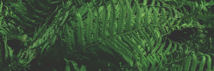 Wall Mural - Header with toned green fern leaves texture. Summer concept.