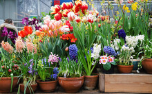 First Spring Flowers In Greenhouse - Hyacinths, Tulips, Crocuses, Primroses In Pots, Selective Focus