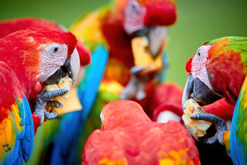 Wall Mural - Group of wild Ara parrots, Ara macao and hybrids of Scarlet Macaw and Great green macaw, portrait photo of colorful amazonian parrots in a group, feeding on fruit. Costa rica