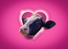 A Funny Valentine's Day Card With A Cute Cow Peeping Through A Heart Shaped Window In A Pink Wall