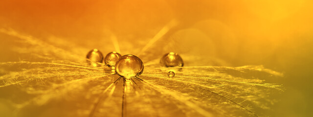 Wall Mural - delicate spring banner. drops of water on a dandelion in sunlight, yellow blurred background. beauti