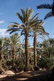 Fototapeta  - Palmy daktylowe w oazie dolina rzeki Draa, Maroko, 2917 r.