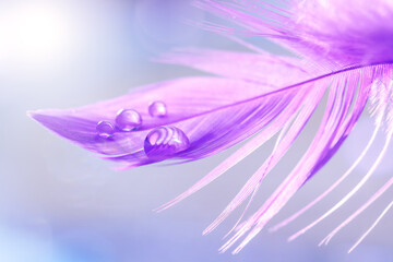 Wall Mural - feather purple close-up with water drops. beautiful spring background. pastel blue background. abstr