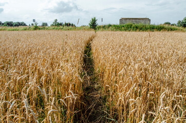 Golden wheat field. Harvest. Background of ripening ears of wheat field. Selective focus.