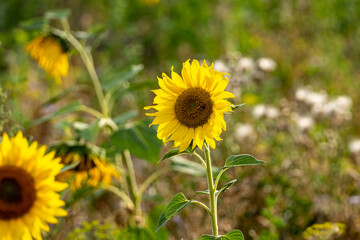 Wall Mural - Beautiful sunflowers bloom in a sunflower field on a late summer day