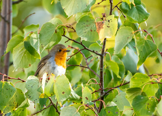 close up of a robin bird resting on a tree and chirping in fall
