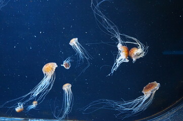 Wall Mural - jellyfish in aquarium