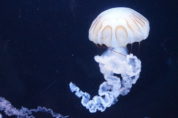 Wall Mural - jelly fish in the aquarium