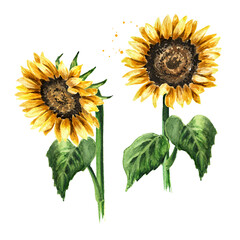 Sunflower on a stem with leaves set. Hand drawn watercolor illustration, isolated on white background