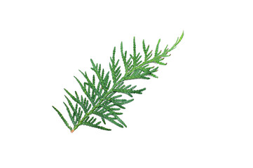 Coniferous green branches on a white background