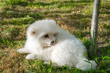  Young Pomski Dog Breed Groomed and Healthy Pomski, an exquisite puppy with a good temperament outdoors on a sunny day