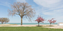 Trees On Beach During Sunny Day Chicago, USA