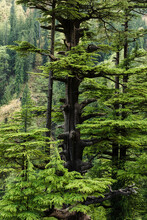 Green Forest Trees In Himalayas