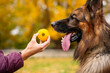 © Oscar Carrascosa/Westend61 - Man showing toy to dog while giving training at park