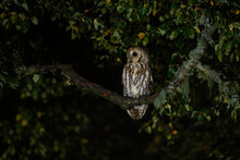 Tawny Owl Sitting On Branch At Night