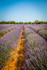 Wall Mural - Fields of blooming lavender in Provence, France