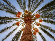 Date Palm Tree¬†standing Against Sun