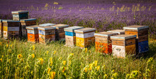 Colourful Beehives In A Blooming Lavender Field In Provence, France