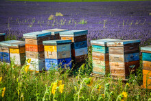 Colourful Beehives In A Blooming Lavender Field In Provence, France