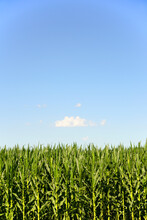 USA, Nebraska, Corn Growing Along Route 20