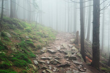 Footpath In Forest In Fog