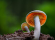 Leinwanddruck Bild - Small fungi in the forest