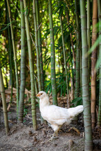 A White Chicken Exploring Garden 