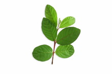 Green Guava Leaves For Herbal Tea Isolated On Plant In White Background With Copy Space