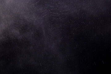 Canvas Print - close up cobweb and spider