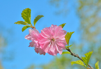 Canvas Print - Blooming branch of cherry-tree