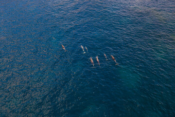 Wall Mural - Large pod of dolphins swimming of the coast in the Fitzgerald River National Park. 