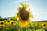Fototapeta  - Single Sunflower in Field