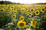 Fototapeta  - Many Sunflowers