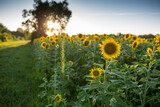 Fototapeta  - Sunset in Sunflower Field