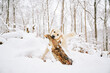 © Karina Eremina - English Cream Golden Retriever is having the time of his life after snowfall in Pittsburgh, Western Pennsylvania. Keep calm and have fun.