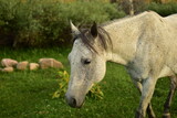 Fototapeta Konie - Gray Horse Walking Through the Pasture