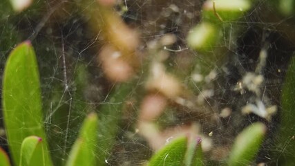Spiderweb In The Garden With Blurry Green Leaves In Background. - close up