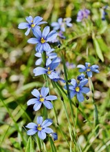 Blue-Eyed Grass Wildflower Sisyrinchium Patch With Selective Focus In Houston TX, Vertical Format Closeup Image.