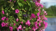 Pink Wave Petunias In A Hanging Basket With Water And Trees In Background On A Windy And Sunny Summer Day
