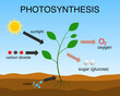 Vector illustration of the photosynthesis process.