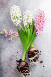 Top view of pink and white hyacinth flowers on stone background. Concept of home gardening and planting flowers in pot